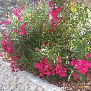Apartment Cala Galdana